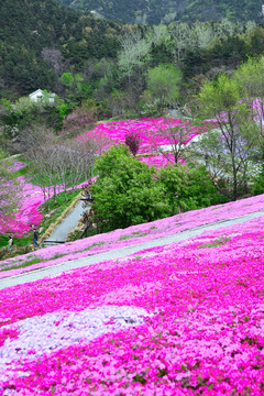 芝樱花海