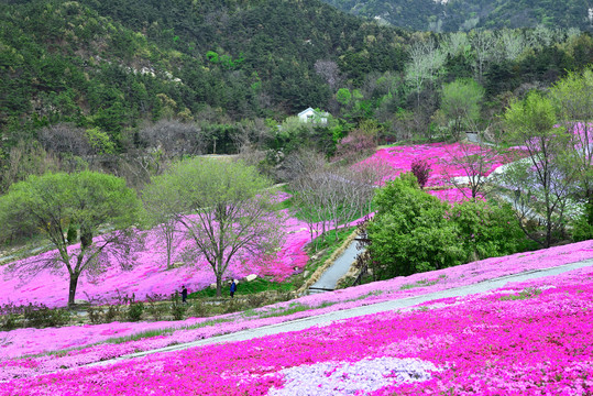 芝樱花海