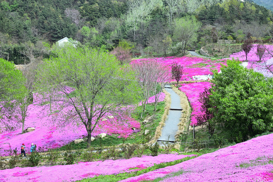 芝樱花海