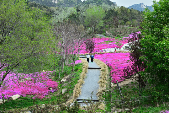 芝樱花海