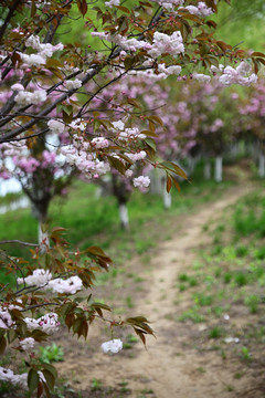 樱花烂漫