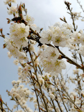 樱桃花怒放