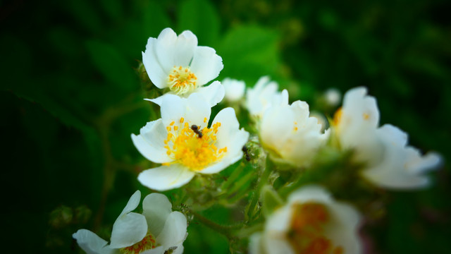 美丽的蔷薇花上的蚂蚁