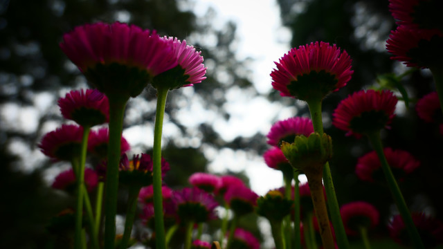 雏菊