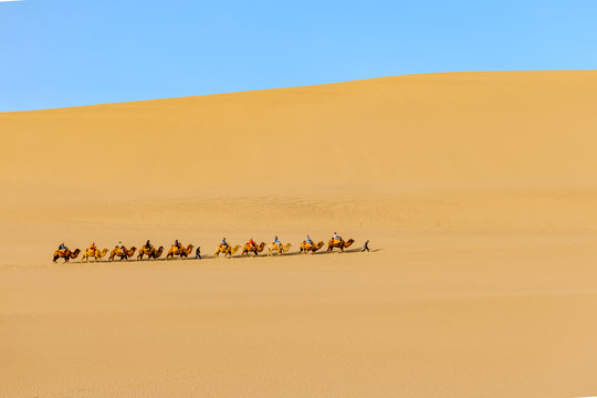 敦煌鸣沙山骆驼队