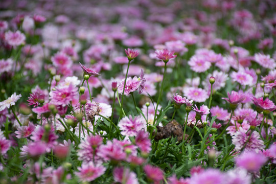 木春菊