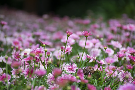 法兰西菊