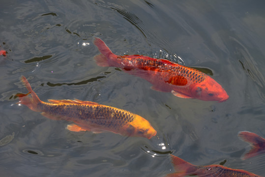 水中红鲤鱼