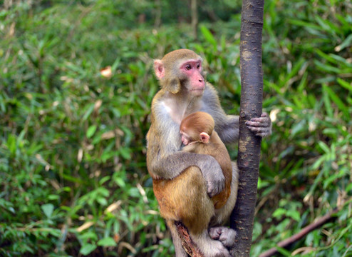 爬树的母猴子和猴宝宝