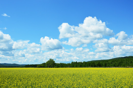 田野风景