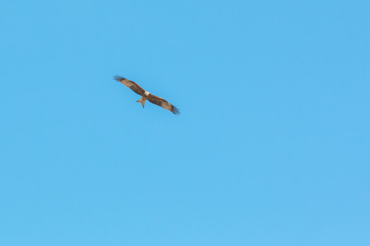 鹰击长空