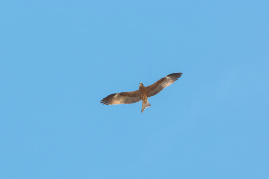 鹰击长空