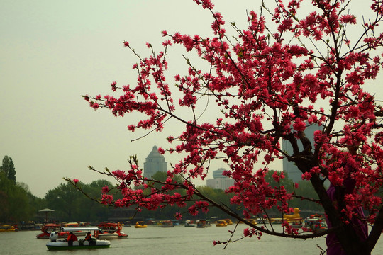 桃花风景