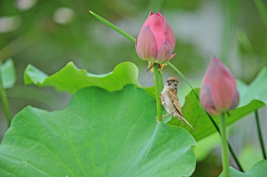 荷花