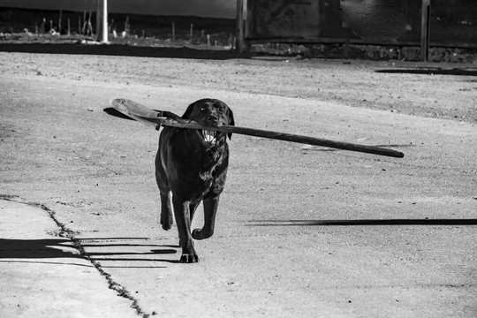 拉布拉多犬