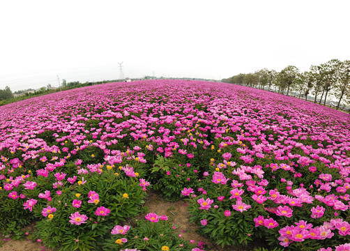 芍花