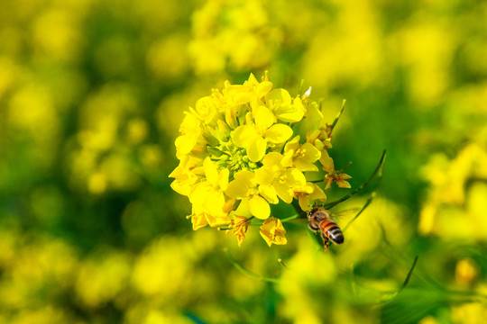 油菜花