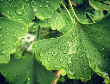 水珠露水