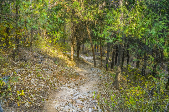 山林小路高清大图