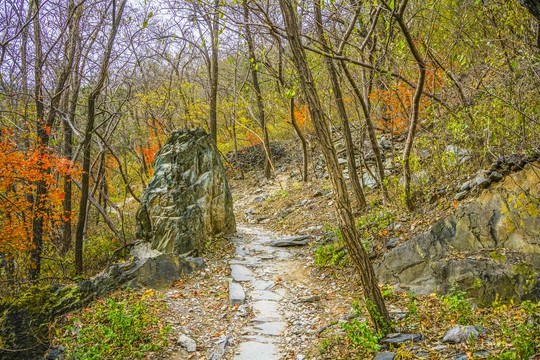 山林小路高清大图