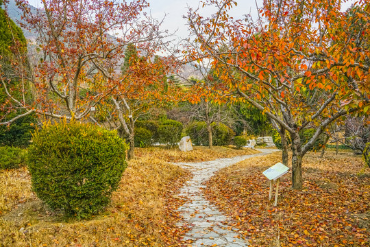 公园小路高清大图