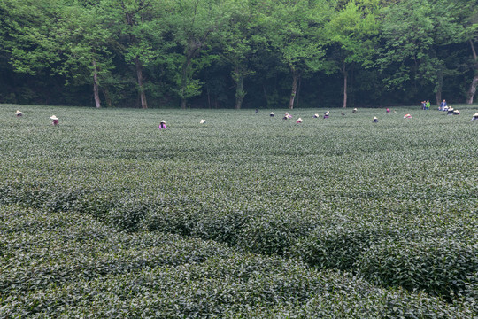 茶叶基地