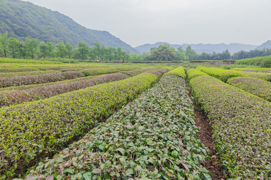 茶叶基地