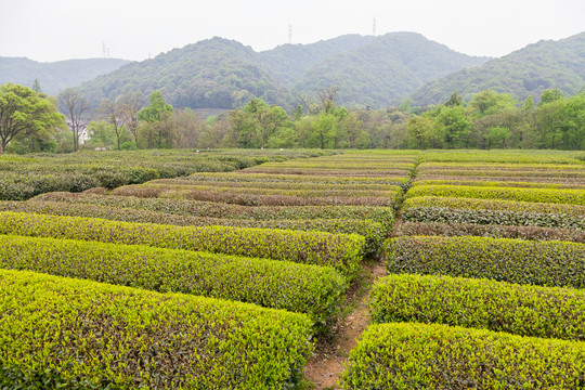 茶叶基地