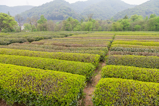 茶叶基地