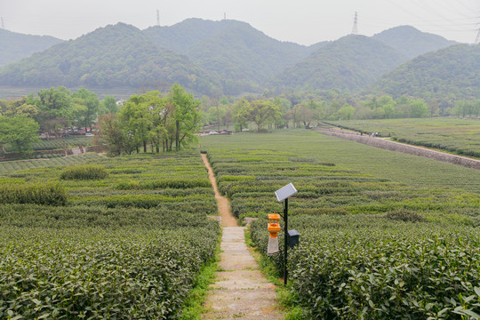 茶叶基地