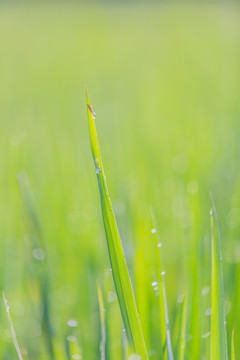 绿色植物墙