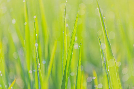 绿色植物墙