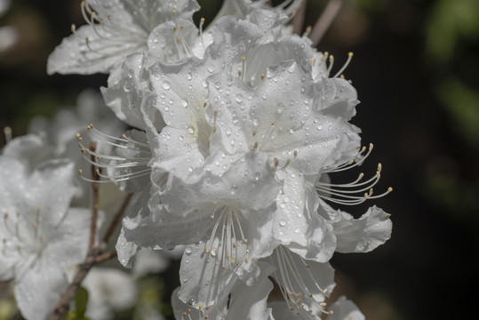 白杜鹃花