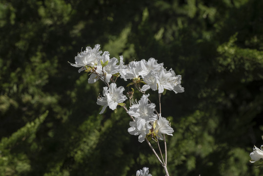 白杜鹃花