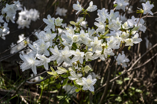 白杜鹃花白杜鹃花