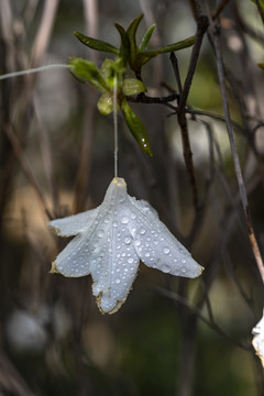 白杜鹃花