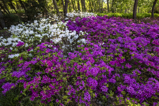 杜鹃花