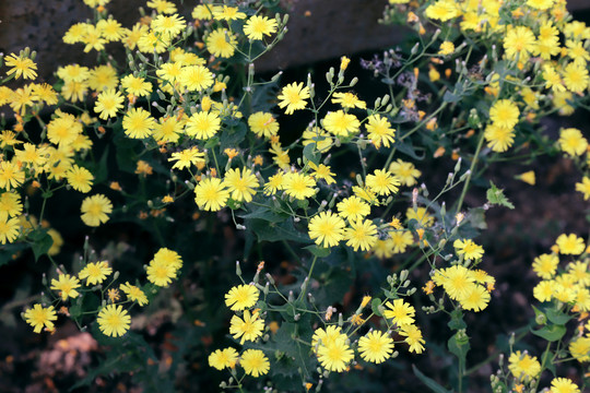 抱茎苦荬菜