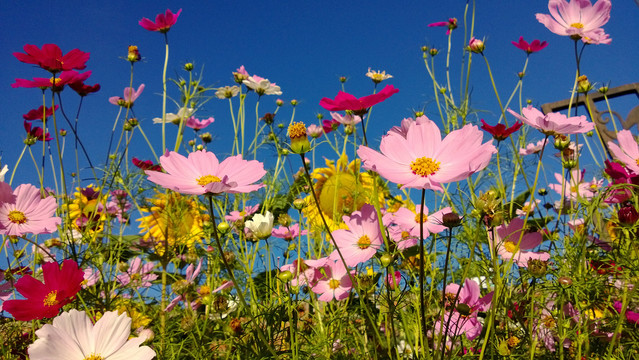 格桑花