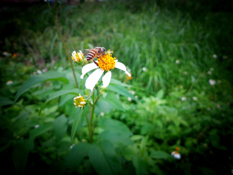 蜜蜂野花