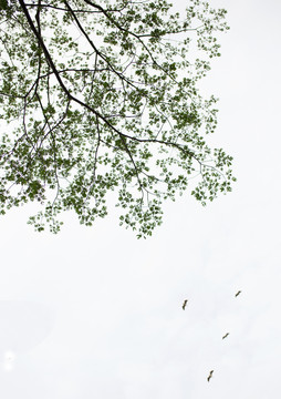 树与飞鸟