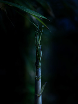 园林竹子