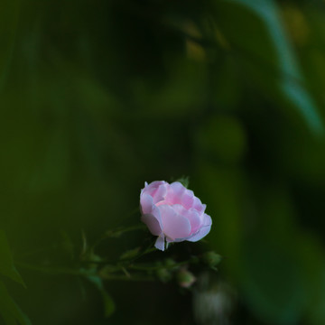 唯美蔷薇花