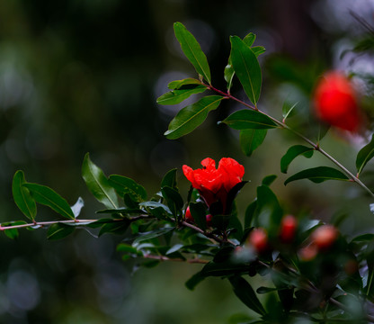 火红的石榴花