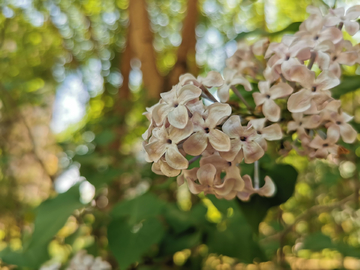 丁香花