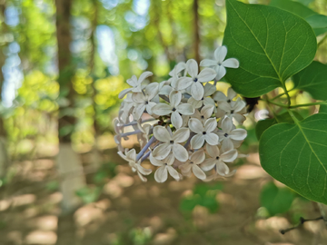 丁香花