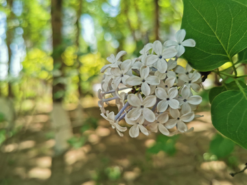 丁香花