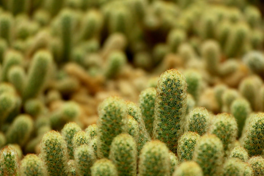 植物园里的仙人掌