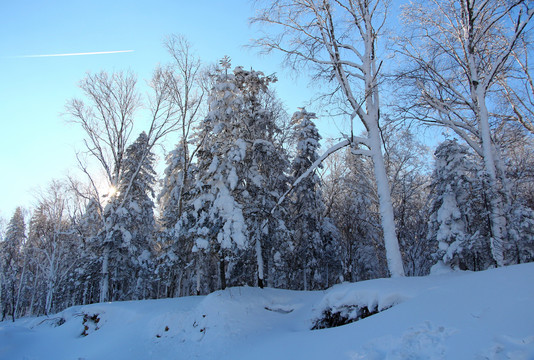 雪乡蓝天下的雾凇景观