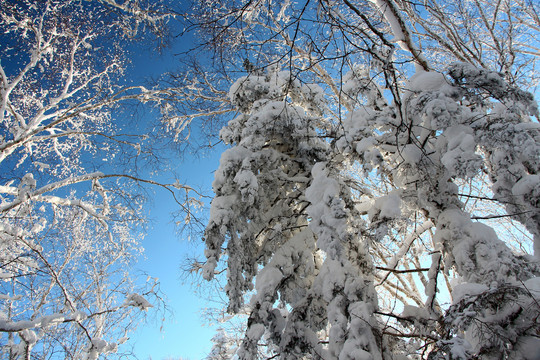 雪乡蓝天下的雾凇景观